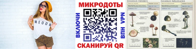 Галлюциногенные грибы Psilocybine cubensis  Петровск-Забайкальский 